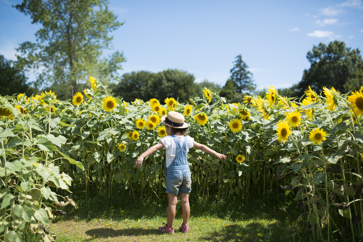 Little girl playing in a sunflower field